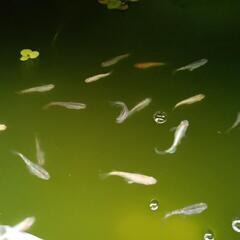 激安めだかの画像