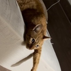 犬級人懐っこさMAX虎猫オス
