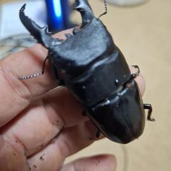 徳大ヒラタクワガタ71㍉