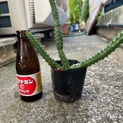 赤い花の咲くサボテン🌵❓の画像