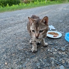 御年寄 おじいさん猫
