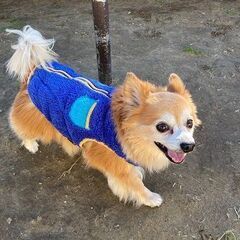 動物病院運営のペットホテルと老犬ホームのスマイルフラワー