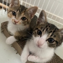 黒猫キジ白キジミケ　3兄妹