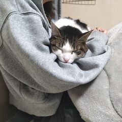 里親募集しています。 - 厚木市