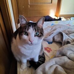 里親募集しています。 - 猫