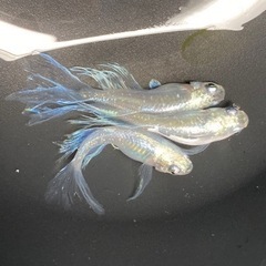 銀箭めだか【有精卵15個＋a】の画像