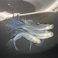 銀箭めだか【有精卵15個＋a】の画像