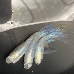 銀箭めだか【有精卵15個＋a】の画像