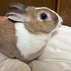 里親様募集します。ミニウサギ　ちび　２歳