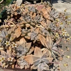多肉植物 朧月　3-4本の画像