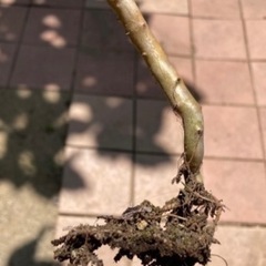 多肉植物 朧月　3-4本の画像