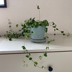 植物、鉢つき