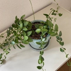 植物、鉢つきの画像