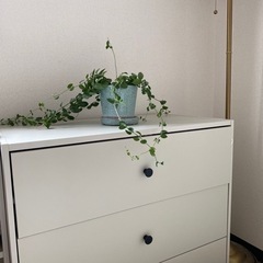 植物、鉢つきの画像
