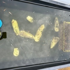 カキガラの画像