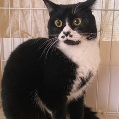 ダリくん一歳♂ぼきゅ🐱はアーティストだぞ