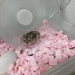 ハムスターの里親を探してます。