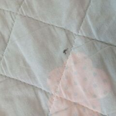 ロディ　ルームマットの画像