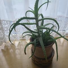 アロエ