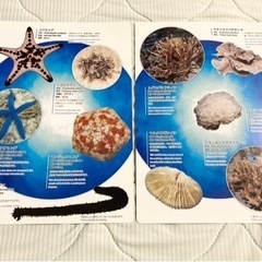【他お取引無料】美ら海観察ガイド10枚の画像