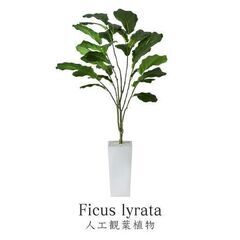 H観葉植物【カシワバゴムノキ／グリーン色】③ フェイクグリーン ...