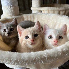 だんご3兄弟　2ヶ月子猫