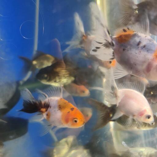 東錦金魚