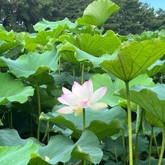 脳を鍛え可能性を引き出す☆MAX瞑想会™️参加者募集の画像