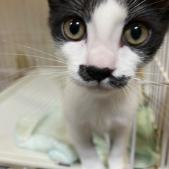 ハチワレ、ちょびひげ男の子