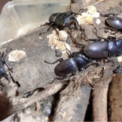 【即日対応可能】クワガタ 成虫 オス メス コクワガタ・ノコギリ...