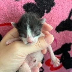 産まれたての子猫 − 群馬県