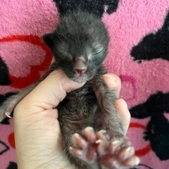 産まれたての子猫 - 高崎市