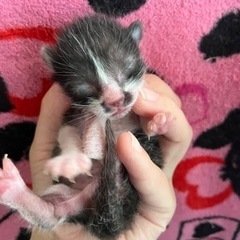 産まれたての子猫 - 里親募集