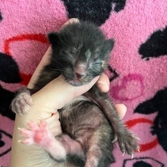 産まれたての子猫 - 猫