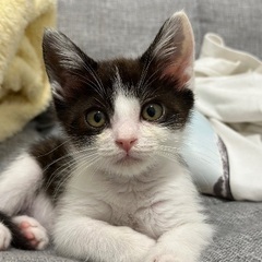 焦げ茶色のハチワレです♡