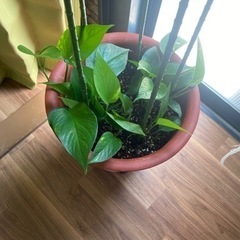 ポトス　 観葉植物　ポトスタワー