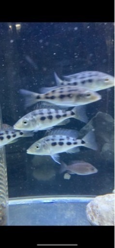 熱帯魚　アフリカンシクリッド  フッソクロミス　ロストラータス　10〜12㎝　ドイツ産