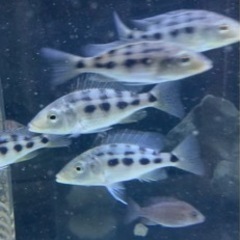 熱帯魚　アフリカンシクリッド  フッソクロミス　ロストラータス　...