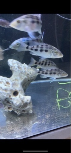 熱帯魚　アフリカンシクリッド  フッソクロミス　ロストラータス　10〜12㎝　ドイツ産 熱帯魚 アフリカンシクリッド フッソクロミス ロストラータス 10〜12