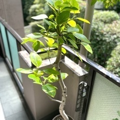 フィスカス・アルテシマ（高さ：165cm程）の画像