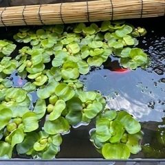売り切れました🙇