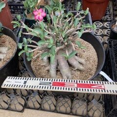 アデニウム　大株　塊根植物　植物　花の画像