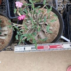 アデニウム　大株　塊根植物　植物　花の画像