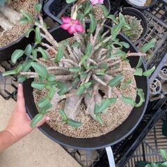 アデニウム　大株　塊根植物　植物　花の画像