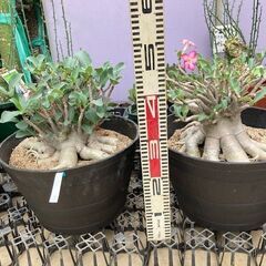 アデニウム　大株　塊根植物　植物　花の画像