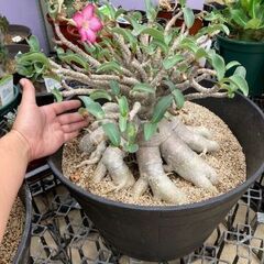 アデニウム　大株　塊根植物　植物　花