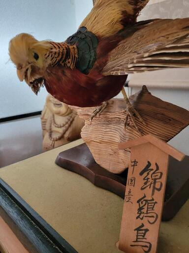 国産 錦鶏 剥製 錦鶏鳥 剥製 (やみ) 郡山富田のインテリア雑貨/小物《置物、オブジェ