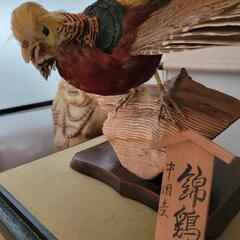 国産 錦鶏 剥製 剥製（錦鶏鳥）｜Yahoo!フリマ（旧PayPayフリマ）