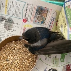 何の小鳥？何の餌をあげたらいいですか？