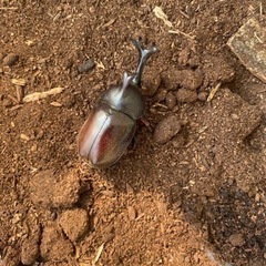※値下げ　カブトムシ　成虫の画像